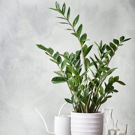 Črepníkový Zamioculcas