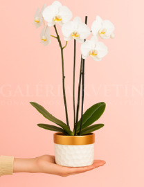 Orchidea donaska bratislava
