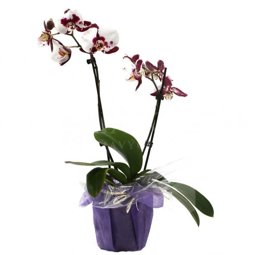 Fľakatá viacstonková orchidea