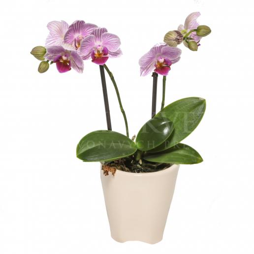 Orchidea mini