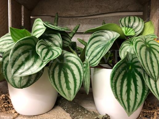 Peperomia