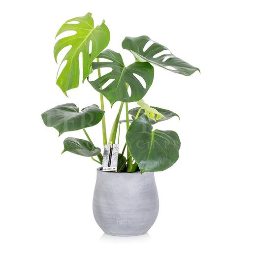 Monstera deliciosa