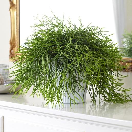 RHIPSALIS