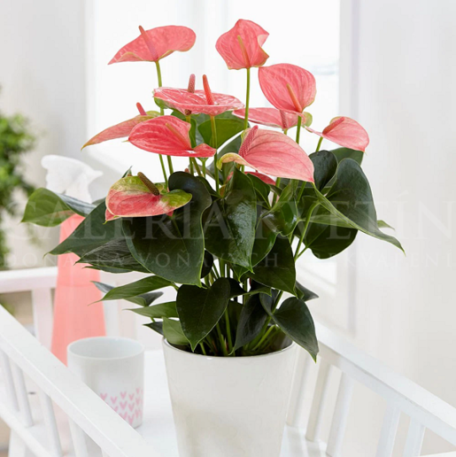 Anthurium