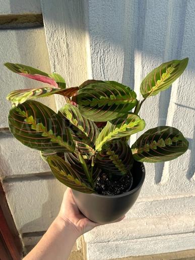 Maranta