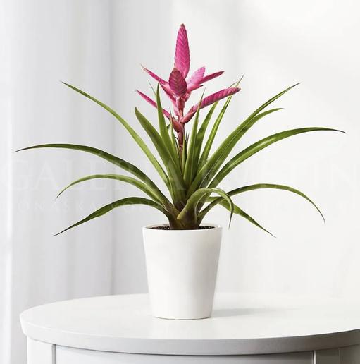 Bromelia - Botanica