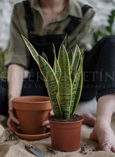 Sansevieria - Svokrine jazyky