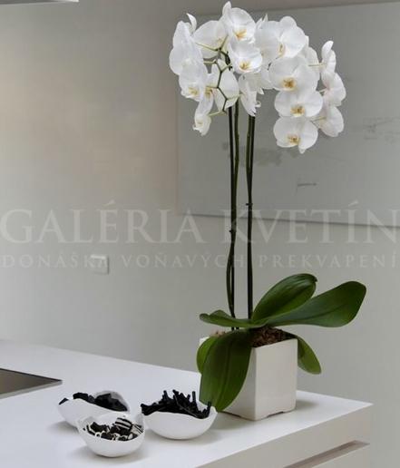 Orchidea donaska bratislava