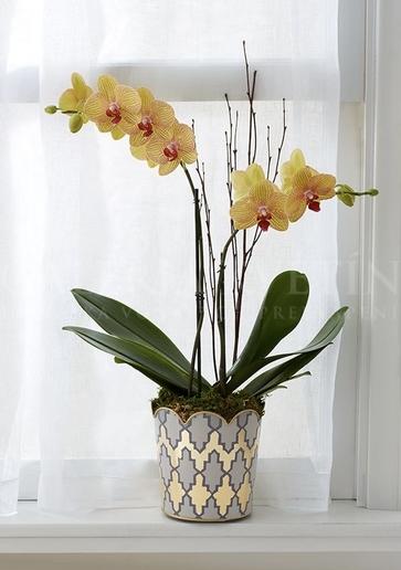 Orchidea - Žltá