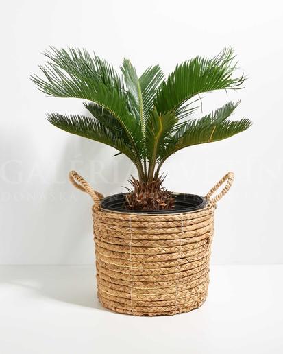 Cycas